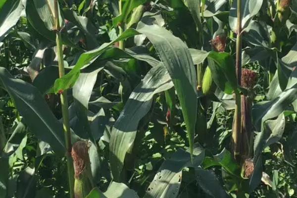华皖115玉米品种的特性，6月中上旬播种