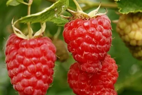 覆盆子和树莓的区别，没有区别是同一种果实