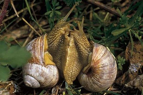 蜗牛的繁殖季节，一年四季都可以繁殖