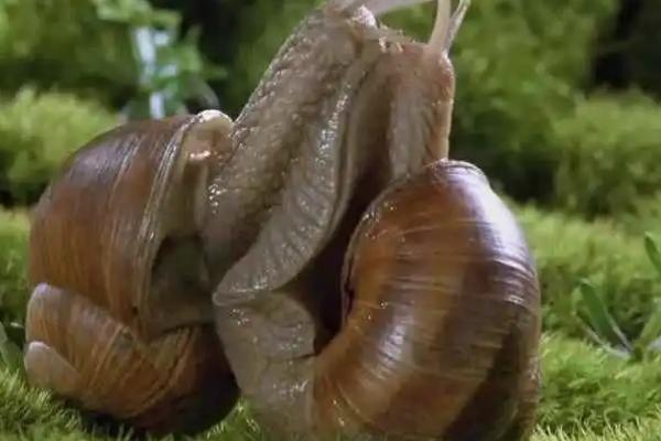 蜗牛的繁殖季节，一年四季都可以繁殖