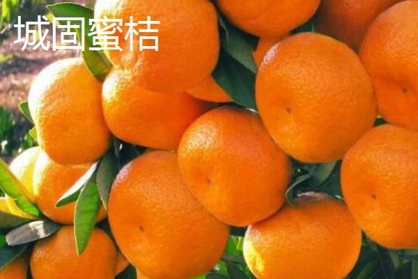 陕西省汉中市的水果特产，洋县西瓜闻名遐迩