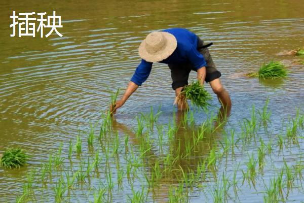水稻直播和插秧的优缺点，直播更简单且方便