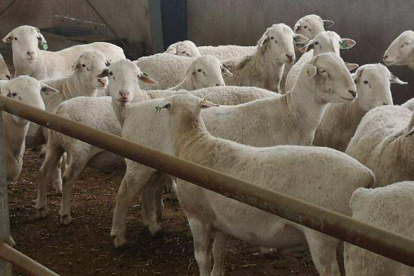 羔羊育肥注意事项，母羊的饲养管理必须要加强