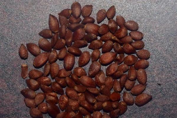 伪劣种子的类型，分为假种子和劣种子