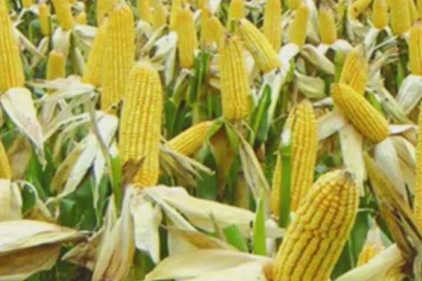 先玉696玉米种简介，平均生育期130天