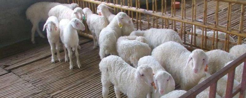 下雨天养羊注意事项，一定要加强管理并注意圈舍消毒等