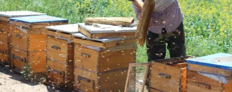 怎将蛋群养成强群的方法，前提是蜂群中有健康且开产的蜂王