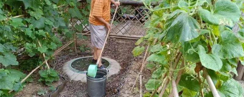 豆角的浇水方法，幼苗期只需浇一次定根水