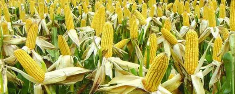 玉米的亩产多少斤，大概在八百斤到一千二百斤左右