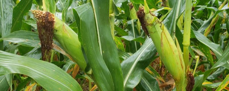 扬大糯1604玉米品种简介，注意病虫害防治