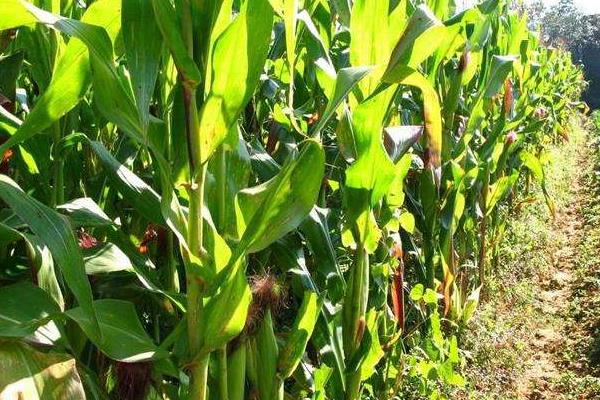 登海1765玉米品种的特性，每亩种植密度4500株