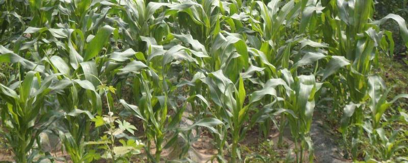 大京九166玉米品种的特性，选择中等以上肥力地块种植