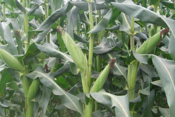 中农大688玉米种子简介，每亩种植密度4500株