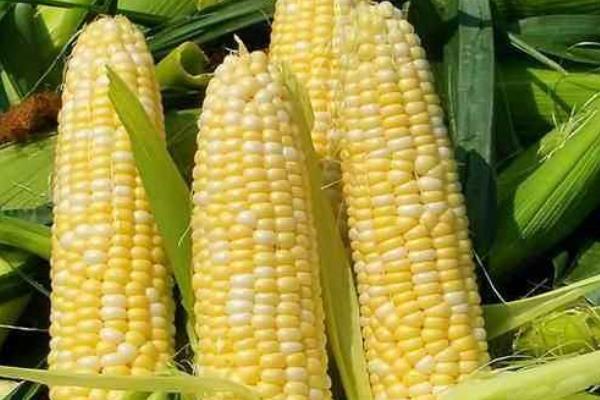 泛玉298玉米品种简介，大喇叭口期防治玉米螟