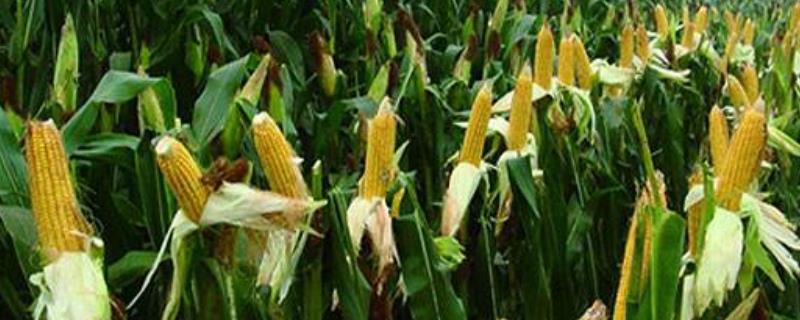 屯玉975玉米种子特征特性，中等肥力以上地块栽培