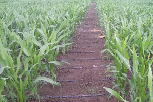 MJ518玉米品种简介，选择中等肥力以上地块栽培