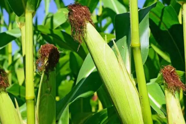 庆玉399玉米种简介，注意防治大斑病和丝黑穗病