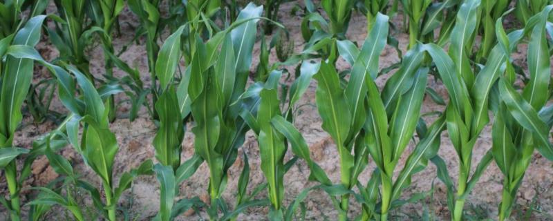 MJ518玉米品种简介，选择中等肥力以上地块栽培