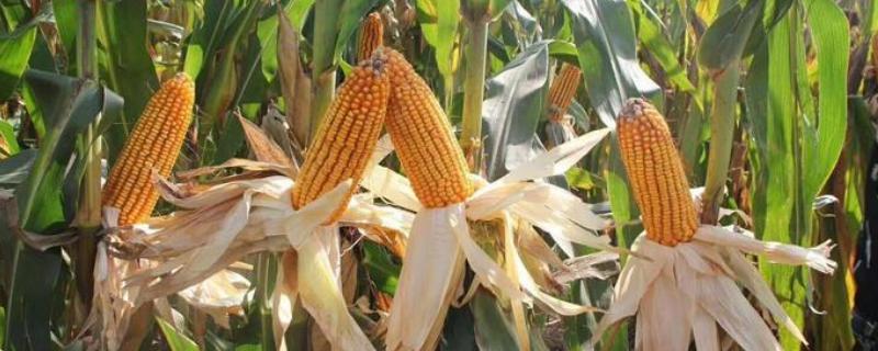 金岭青贮97玉米种子特征特性，每亩最佳种植密度4500株