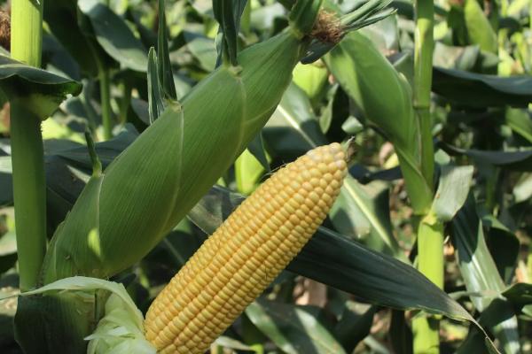 NF119玉米品种的特性，中等肥力以上地块栽培