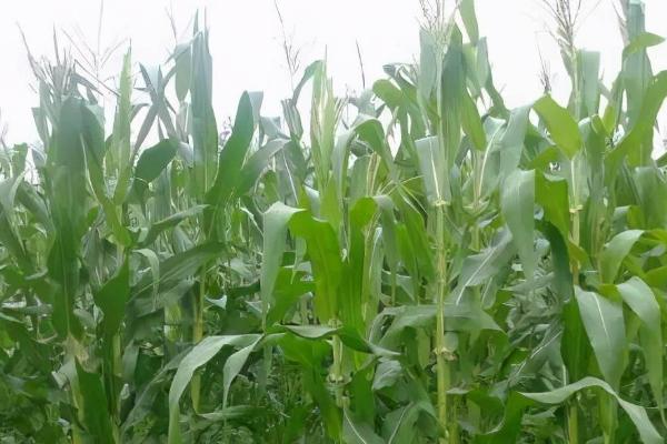 美豫815玉米种子简介，适应区4月下旬至5月上旬播种