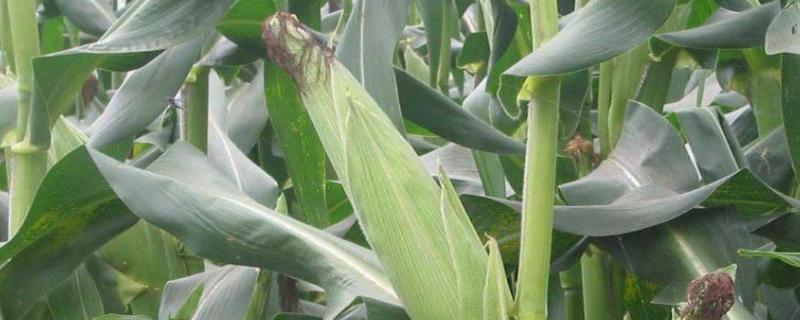 兆和815玉米品种的特性，每亩种植密度4000株