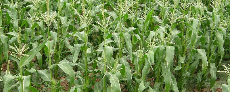 NF119玉米品种的特性，中等肥力以上地块栽培
