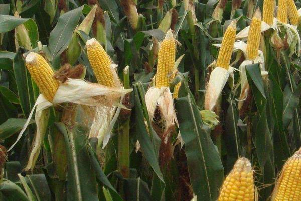 兆和815玉米品种的特性，每亩种植密度4000株
