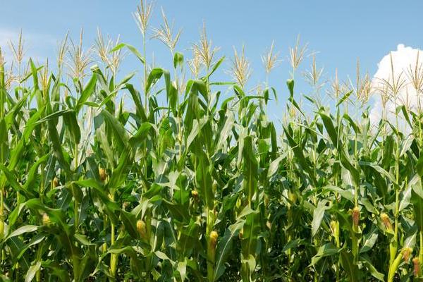翔玉916玉米品种的特性，中等肥力以上地块栽培