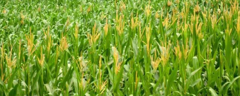 奔弛3698玉米种子特征特性，苗期注意防治地下害虫