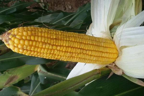 奔弛3698玉米种子特征特性，苗期注意防治地下害虫