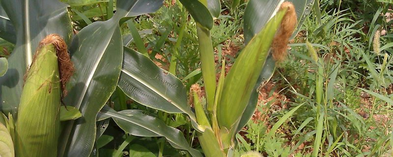 天玉808玉米种子简介，玉米抽雄后期注意防治大斑病