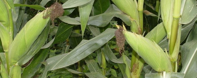 北适20玉米种子特征特性，适应区4月下旬至5月上旬播种