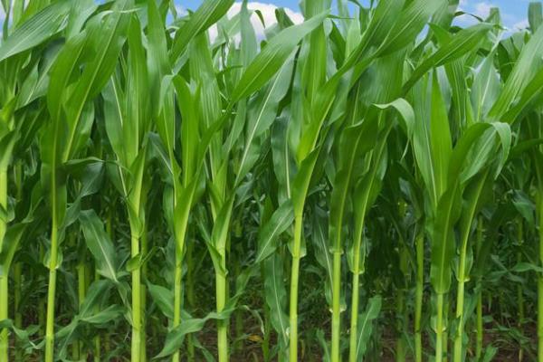 金岭青贮97玉米种子特征特性，每亩最佳种植密度4500株