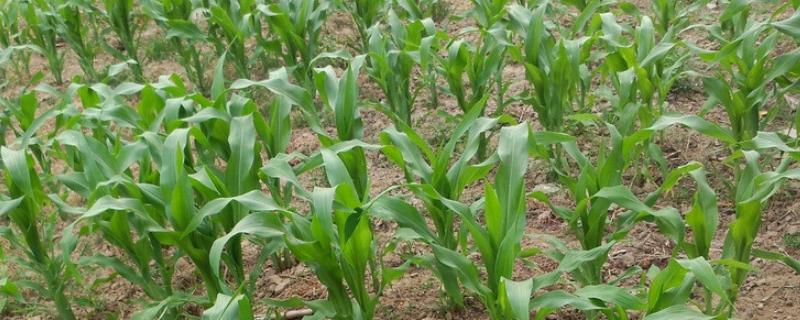 粤鲜糯6号玉米种子介绍，一般3月中下旬播种