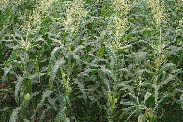 京白甜452玉米品种的特性，拔节前每亩追尿素15斤