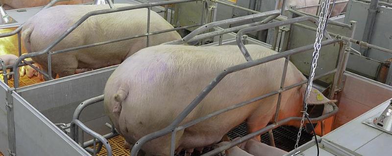 经产母猪不发情怎么处理，需及时补充营养和清理霉菌毒素