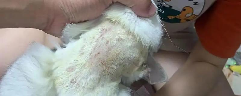 猫咪得了猫藓的原因，主要由犬小孢子菌感染引起