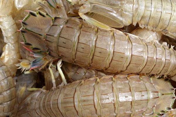 皮皮虾怎么养活一晚，可以将它们放在海水和海沙之中