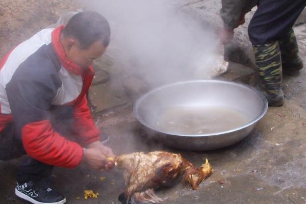烫鸡水温多少度合适，通常以80℃左右为宜