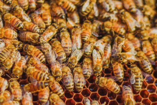 中蜂可以养双王群吗，可以养但是实施起来也麻烦