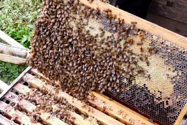 中蜂可以养双王群吗，可以养但是实施起来也麻烦