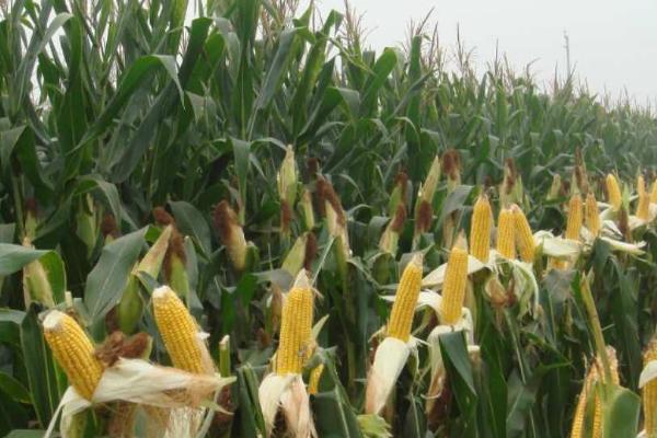 龙垦1141玉米的栽培要点，在每年的5月25日至6月15日进行播种