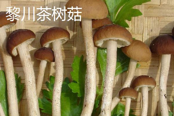 江西省黎川县的特产，草菇风味独特