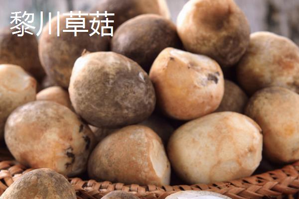 江西省黎川县的特产，草菇风味独特