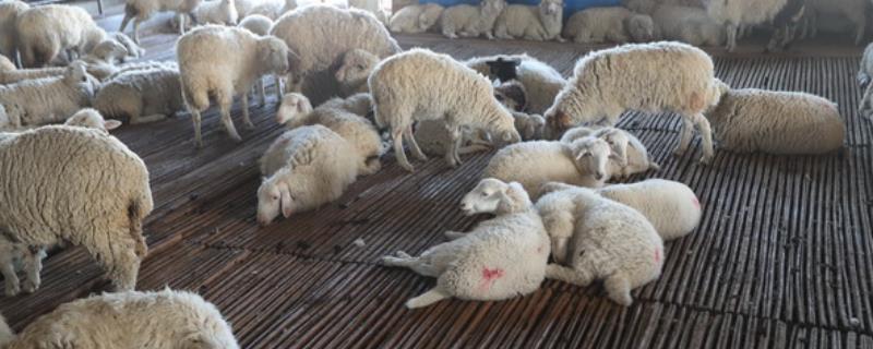 羊得了小反刍多少天能好，取决于病情的严重程度
