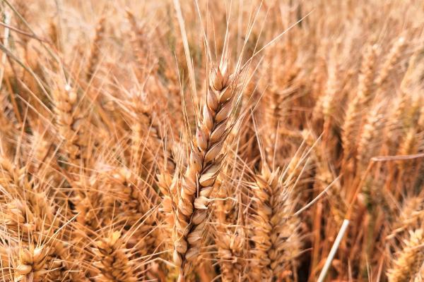 中麦875小麦品种介绍，全生育期为219.6天