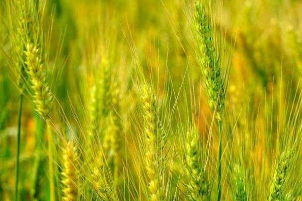 中麦875小麦品种介绍，全生育期为219.6天