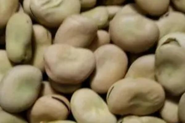 蚕豆属于豆制品么，蚕豆不属于豆制品