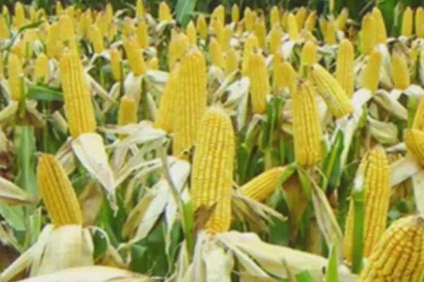 夏玉米高产简化的栽培技术，一般于5月下旬至6月中上旬播种